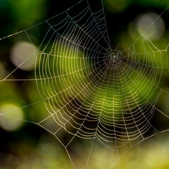 Sunlit spider web on dark green yellow background