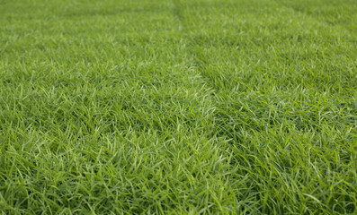 Obraz premium spring season abstract natural background of green rice farm close up with water drop . grass with water drops . 
