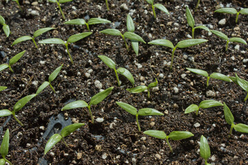 Young plant in the soil