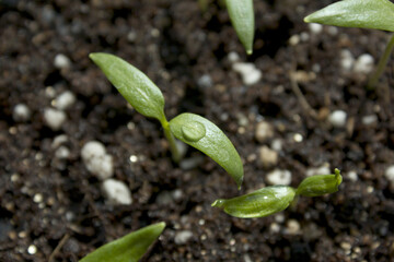 Young plant in the soil