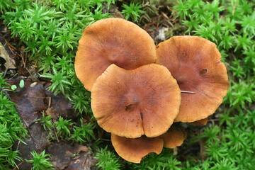 Cortinarius rubellus, known as the deadly webcap, wild poisonous mushroom from Finland