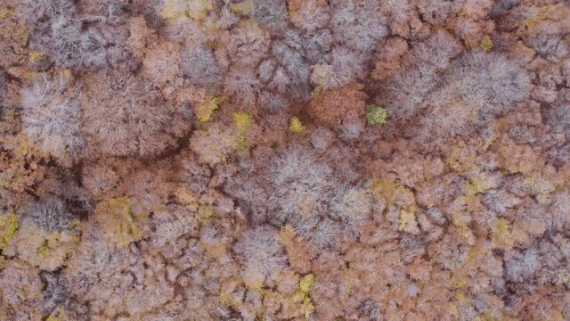 Scenic aerial shoot of autumn on Etna volcano in Sicily, Italy. Birches, secular oaks, holm oaks, turkey oaks, beeches and maples with typical autumn colors with lava flows.