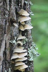 Gloeoporus dichrous, known also as Gelatoporia dichroa, Bicoloured Bracket fungus, wild polypore...