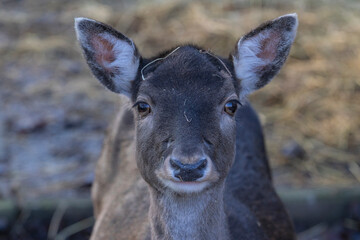 deer in the woods