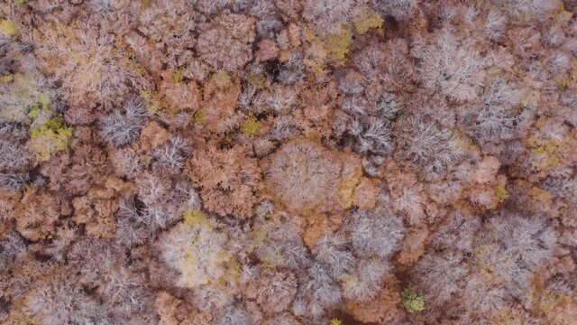 Scenic aerial shoot of autumn on Etna volcano in Sicily, Italy. Birches, secular oaks, holm oaks, turkey oaks, beeches and maples with typical autumn colors with lava flows.