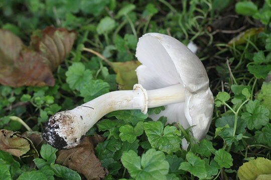 Leucoagaricus leucothites, known as White Dapperling, wild mushroom from Finland