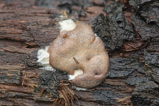 Dictydiaethalium plumbeum, a slime mold of the Order Liceales, no common english name