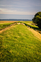 Obraz premium Sheep on a dyke at the peninsula of Nordstrand in Schleswig-Holstein, Germany