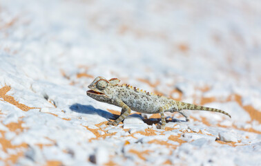 Namaqua chameleon (Chamaeleo namaquensis), Sand Dunes, Swakopmund, Erongo, Namibia, Africa