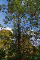 Evergreen Sequoia sempervirens (Coast Redwood Tree) on blue sky background in autumn park next to Festival Concert Hall in Sochi.
