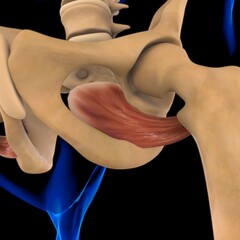 Obturator Externus Muscle Anatomy For Medical Concept 3D Illustration