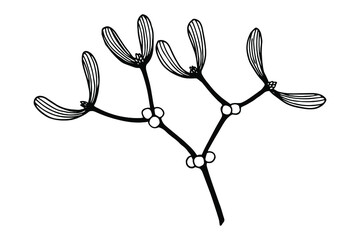 Mistletoe plant. Vector stock illustration eps10. Hand drawing, outline.