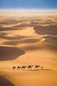 Camel Caravan In The Sahara Desert