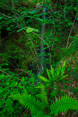 Ferns, Lamiña waterfall, Lamiña, Saja Besaya Natural Park, Cantabria, Spain, Europe