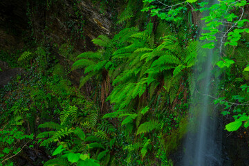 Ferns, Lamiña waterfall, Lamiña, Saja Besaya Natural Park, Cantabria, Spain, Europe