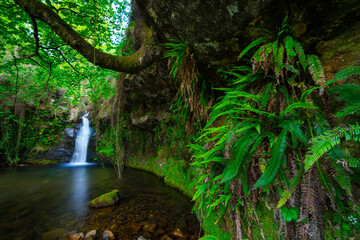 Ferns, Lamiña waterfall, Lamiña, Saja Besaya Natural Park, Cantabria, Spain, Europe