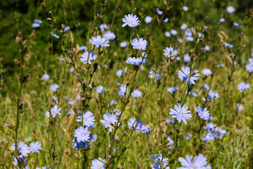 Common chicory (Cichorium intybus). Blooming chicory in summer on the Russian field. Macro close up