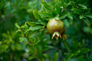 Pomegranate tree with pomegranates.