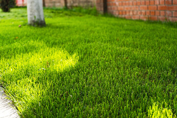 Autumn lawn with grass and trees near a brick fence