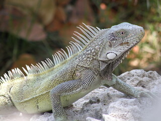 iguana on a rock