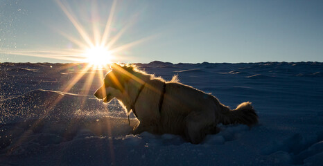 white dog having fun in fresh snow winter fun with pets