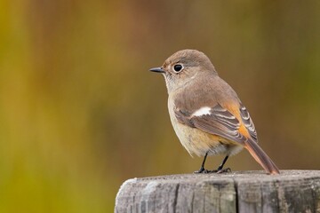 秋の公園の杭に留まるかわいいジョウビタキ