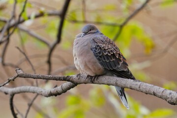 寒そうな丸くなったキジバト