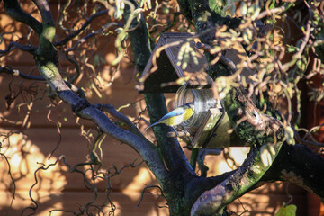 a blue tit (Cyanistes caeruleus) on a food jar