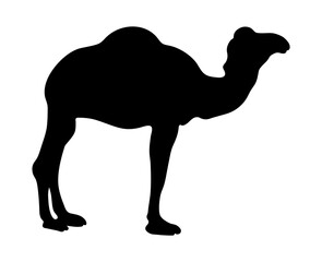 Camel silhouette
