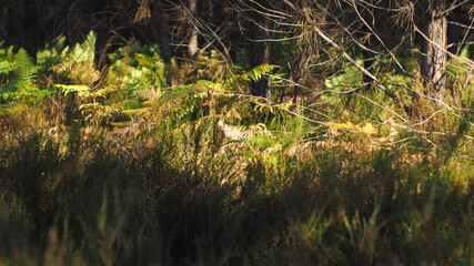 Magnifique paysage forestier aux tonalités très chaleureuses, composé de pins landais, de fougères, de bruyères, et diverses petites plantes
