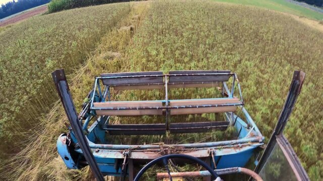 Top view of combine harvesting Cannabis on Hemp farm. Cannabidiol, fiber and seed production.