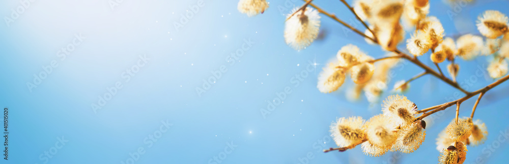 Poster Easter background. Blooming fluffy willow branches in spring close-up with soft focus on nature macro on blue background sky in sunlight. Banner format.
