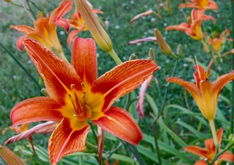 Obraz premium Orange Daylilies