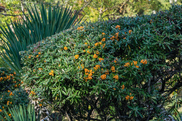 Orange berries Pyracantha Angustifolia, (Narrowleaf Firethorn, Slender or Woolly Firethorn). Trimmed narrow-leaved pyracantha growing in park in Sochi city center.