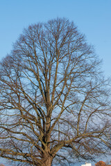 Kahle Äste und Zweige vor blauem Himmel im Dezember.