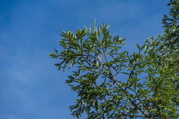 Winter foliage of evergreen Sequoia sempervirens (Coast Redwood Tree) on blue sky background in autumn park next to Festival Concert Hall in Sochi.