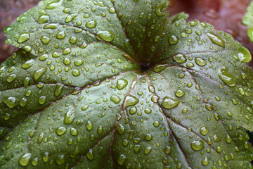 Fragment of a large wet leaf of a heuchera in water drops after a rain.
