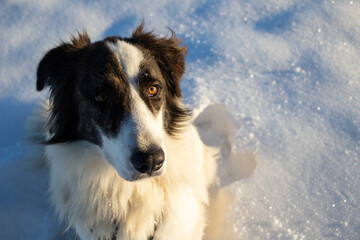 white dog having fun in fresh snow winter fun with pets