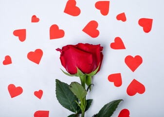 Red rose among hearts on a white background. Valentine's day background .Flat lay.