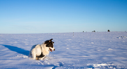 white dog having fun in fresh snow winter fun with pets