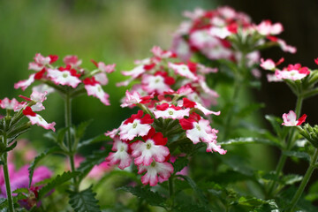 Red, white and pink colors on petals. Bright flowers of a verbena on a green background of leaves.