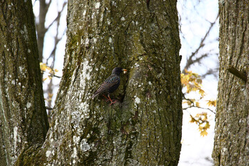 Spring park. On a linden trunk with a larva in a beak the starling sits.