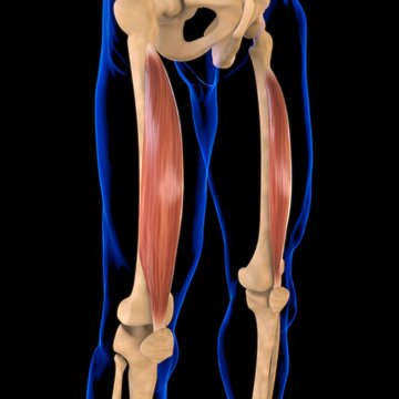 Vastus Intermedius Muscle Anatomy For Medical Concept 3D Illustration