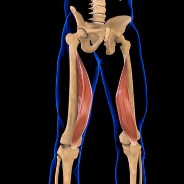 Vastus Medialis Muscle Anatomy For Medical Concept 3D Illustration