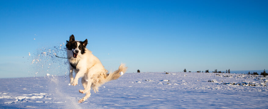 white dog having fun in fresh snow winter fun with pets
