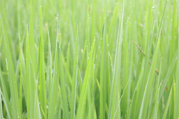 Fototapeta na wymiar Green Grass With Water Droplet on blur Background. Green Natural background.