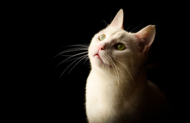 Pet animal; cute cat, white cat