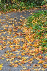 アスファルトの上の落ち葉