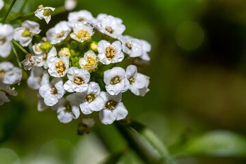 White alyssum flowers with small dew drops close up
