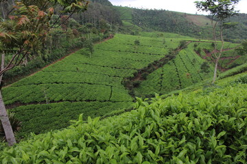 The Green of Tea Plantation